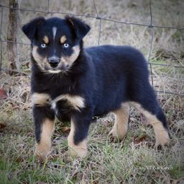 Tessa - Black tri female Miniature Australian Shepherd puppy in Evant, Texas from Lazy VT Bar Ranch