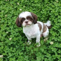 Rosie - Shih Tzu