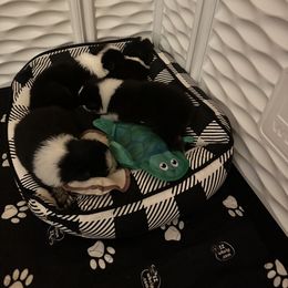 Australian Shepherd Puppies from Double R Farm Aussies