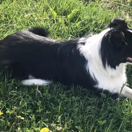 Miniature Australian Shepherds from Crest View Minis