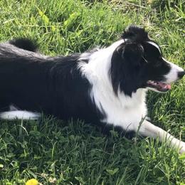 Miniature Australian Shepherds from Crest View Minis