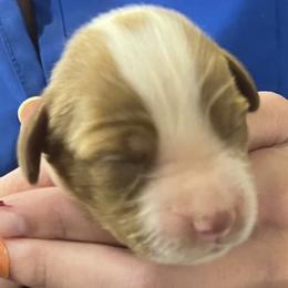 Sage boy 3 - White and orange male Brittany puppy in Floyd Knobs, Indiana from Cross Creek Brittanys
