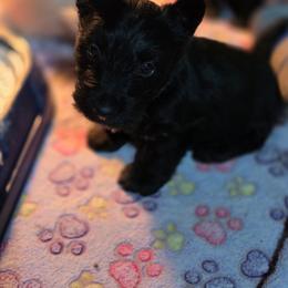 Flounder - Black male Scottish Terrier puppy in Seymour, Missouri from Fairview's Precious Pups