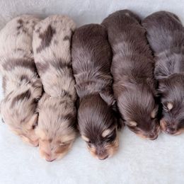 Nova - Dapple female Dachshund puppy in Richmond, Virginia from Irresistible Dachshunds & Cavaliers