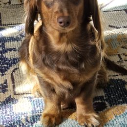 Tootsie - Dachshund