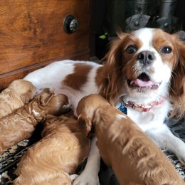 Cavapoos and Cockapoos from Happy Doodles- Cockapoo and Cavapoo puppies