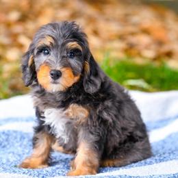 Luca - Blue merle male Bernedoodle puppy in Dundee, Ohio from Down Home Doodle