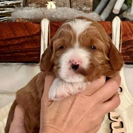 Rudy - Red  male Goldendoodle puppy in Apopka, Florida from The Classic Doodle