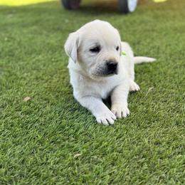 Green collar - Yellow male Labrador Retriever puppy in Buckeye, Arizona from Wranglin Farms