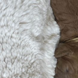 Girl 1 - Goldendoodle puppy in Redding, California from Surfer Doodles