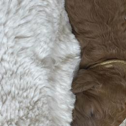 Girl 1 - Goldendoodle puppy in Redding, California from Surfer Doodles