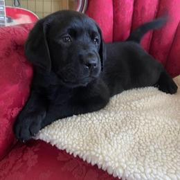 Boy 5 - Black male Labrador Retriever puppy in Maynardville, Tennessee from Three Bears Labradors