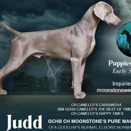 TBA - Weimaraner