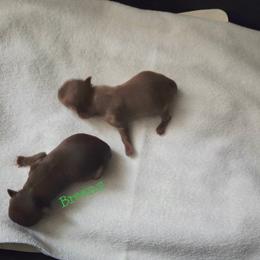 Lilac boy - Chocolate blue male Chihuahua puppy in Richmond, Virginia from Breens