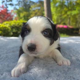 Snickers - Black tri-color male Australian Shepherd puppy in Summerville, South Carolina from Flowertown Aussies