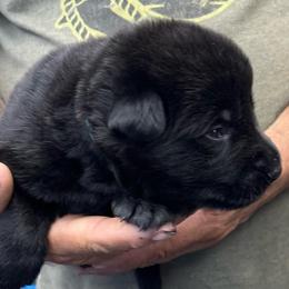 Boy 1 - Black and tan male German Shepherd puppy in Sharon Grove, Kentucky from Julie’s Shepherds