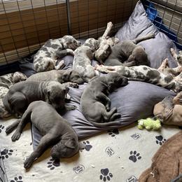 Great Dane Puppies from Starlight Danes