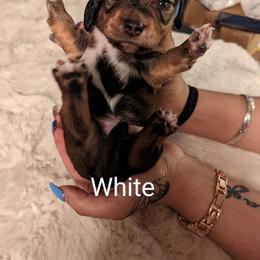 Boy 1 - Dachshund puppy in Homosassa, Florida from Foxies Doxies