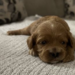 Girl 3 - Apricot female Cavapoo puppy in Milan, Illinois from Poppy Garden Doodles