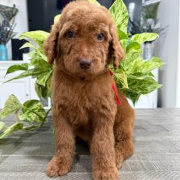 Red - Red  male Goldendoodle puppy in Bakersfield, California from Lavish Doodles
