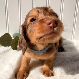 Chocolate and Tan - Chocolate and tan male Dachshund puppy in Nampa, Idaho from Long_and_Low_Dachshunds