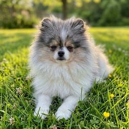 Pushka - Pomeranian