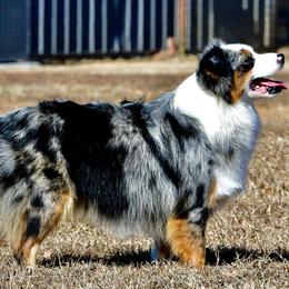 Australian Shepherds, Miniature Australian Shepherds, Pembroke Welsh Corgis, and Toy Australian Shepherds from Tin Roof Aussies