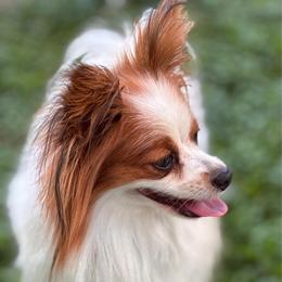 Una - Papillon