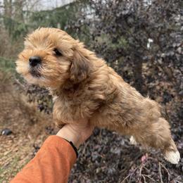 Red - Red male Yorkipoo puppy in Henderson, North Carolina from Dorans Danes and Doodles