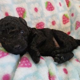Mitchell - Black male Poodle puppy in Blanch, North Carolina from Faithful Hearts Kennel