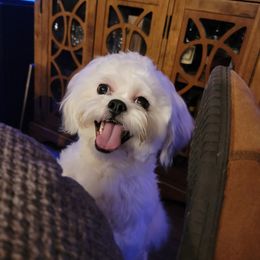 Teddy - Shichon