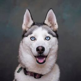Mia - Siberian Husky