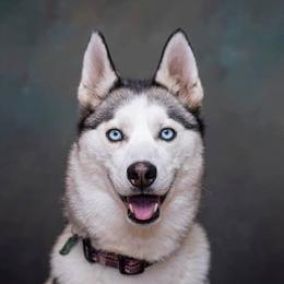 Mia - Siberian Husky