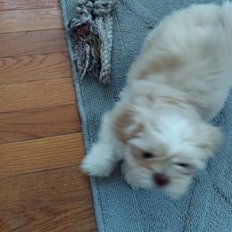 Shih Tzu Puppies from N.F.S.T Imperial ShihTzu Puppies.