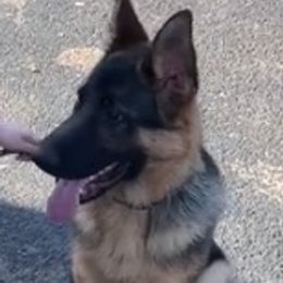 German Shepherd Puppies from Von Kunstlerisch