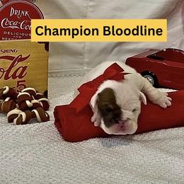 Puka Mai - Red brindle and white female Bulldog puppy in Tremonton, Utah from Snuggle Pups
