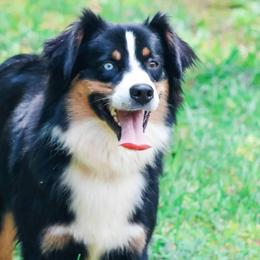 Aussiedoodles, Goldendoodles, and Labradoodles from Loyal Doodles