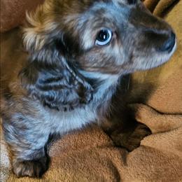 Rider - Brindle male Dachshund puppy in Lebanon, Oregon from Willow Moons Dachshunds