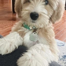 Goldendoodle Puppies from J+A Family Doodles