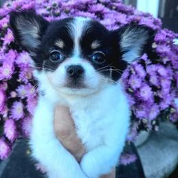 AKC Blair In Maine 3800.00 - Black and white female Chihuahua puppy in Newport, Maine from Pinewood Acres Chihuahuas