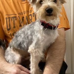 Assorted Doodle Crosses, Double Doodle, Maltipoo, Morkie, and Yorkipoo Puppies from Danza Bolo