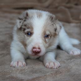 Tank - Red merle male Border Collie puppy in Courtland, Alabama from C Bar C Ranch Border Collies
