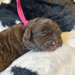 Gabby - Brown and white female Cockapoo puppy in Lake Tansi, Tennessee from Davis cockapoos