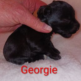Georgie - Black female Miniature Schnauzer puppy in Midland, Texas from Shebbies Puppy Palace