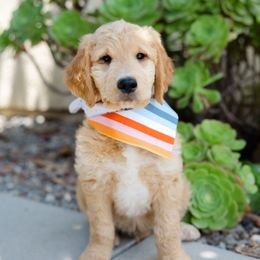 Goldendoodle Puppies from Becky And Friends