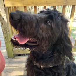 Goldendoodle and Shihpoo Puppies from Peace, Love, and Puppies at the Creek
