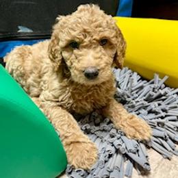 Goldendoodle Puppies from Da Ruba Doodles