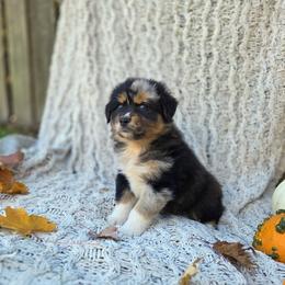 Australian Shepherd Puppies from Steady Aim Aussies