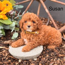 Susan - Red female Cavapoo puppy in Oxford, Pennsylvania from FriendlyPals