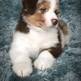 Australian Shepherd Puppies from Cahaba Australian Shepherds
